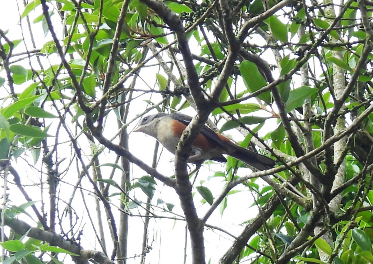 Gray-throated Warbling Finch - ML644656736