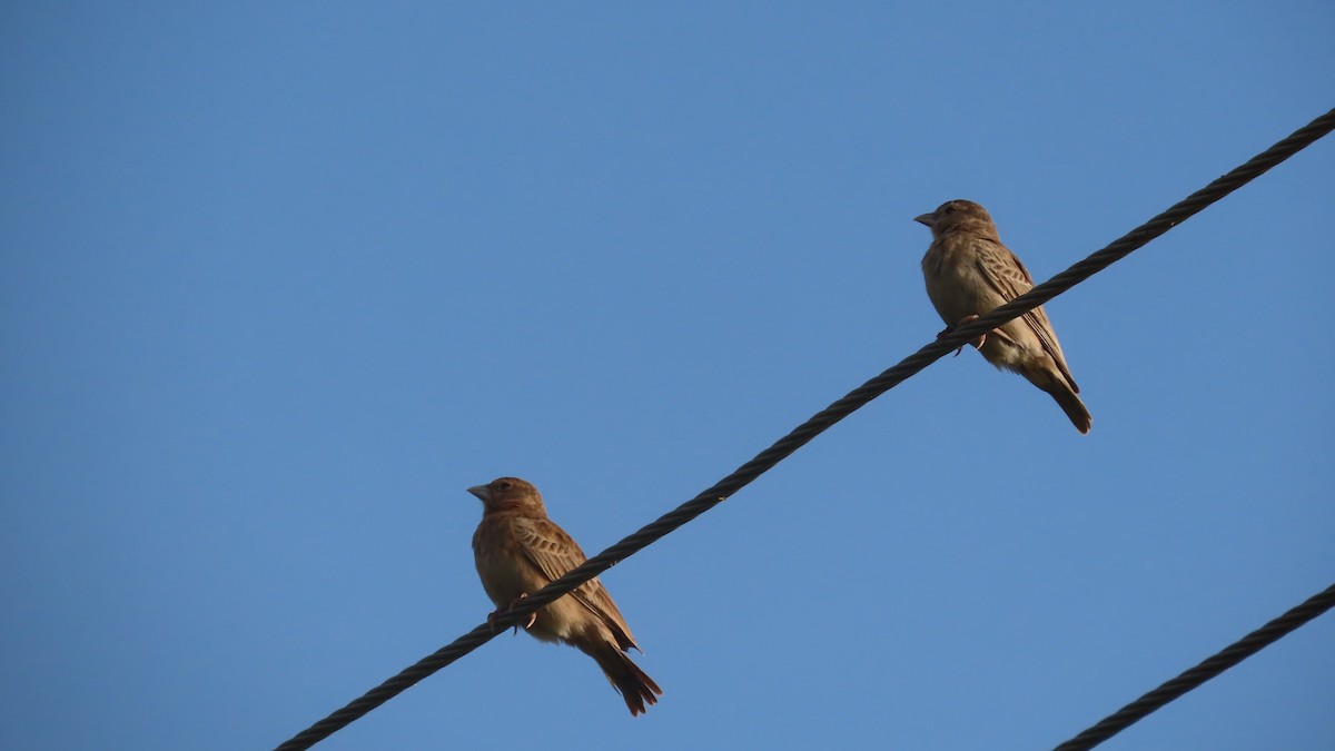 gråkronelerke - ML644656737