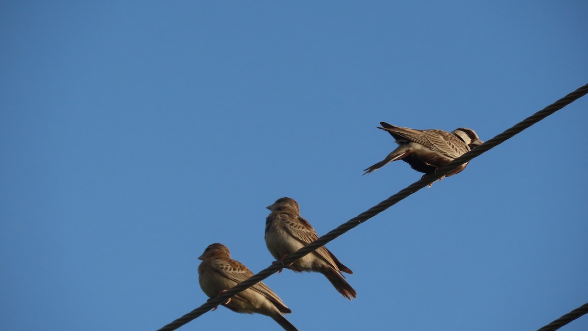 gråkronelerke - ML644656739