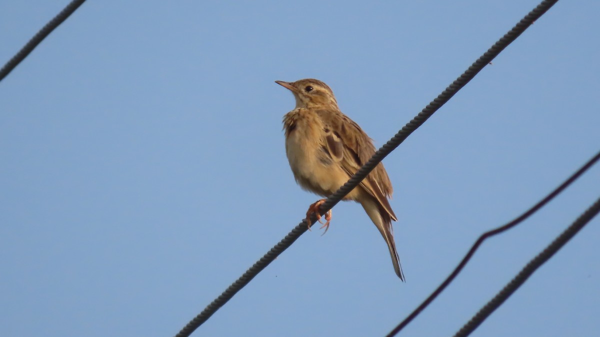 gråkronelerke - ML644656740