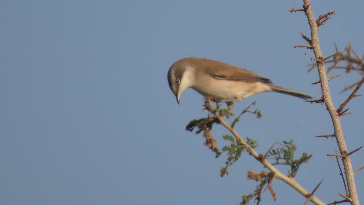 gråkronelerke - ML644656741