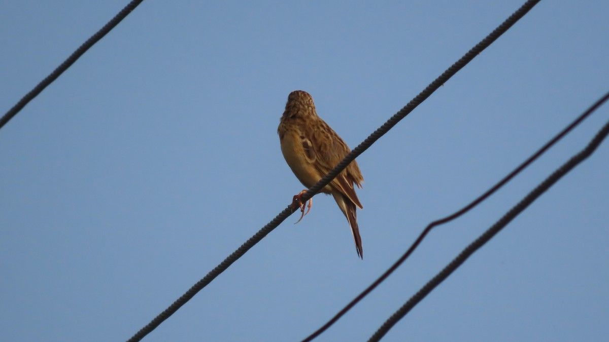 gråkronelerke - ML644656742