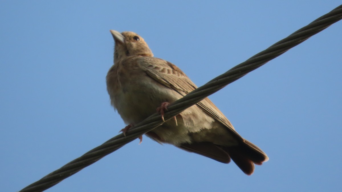 gråkronelerke - ML644656743