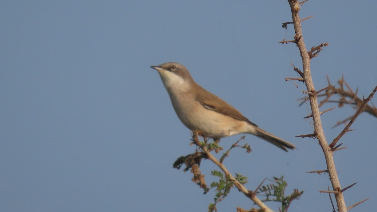 gråkronelerke - ML644656745