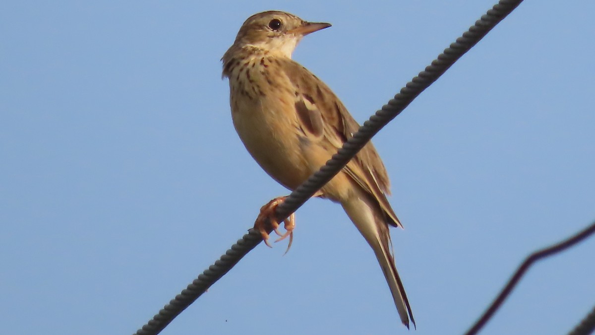 gråkronelerke - ML644656746