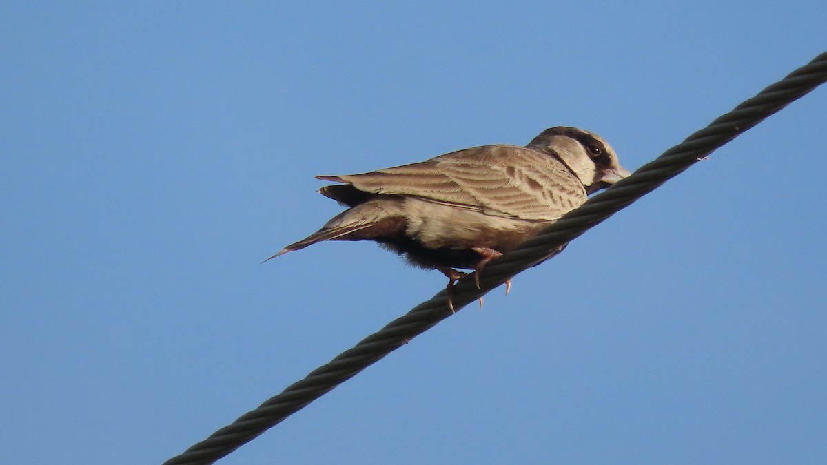 gråkronelerke - ML644656748