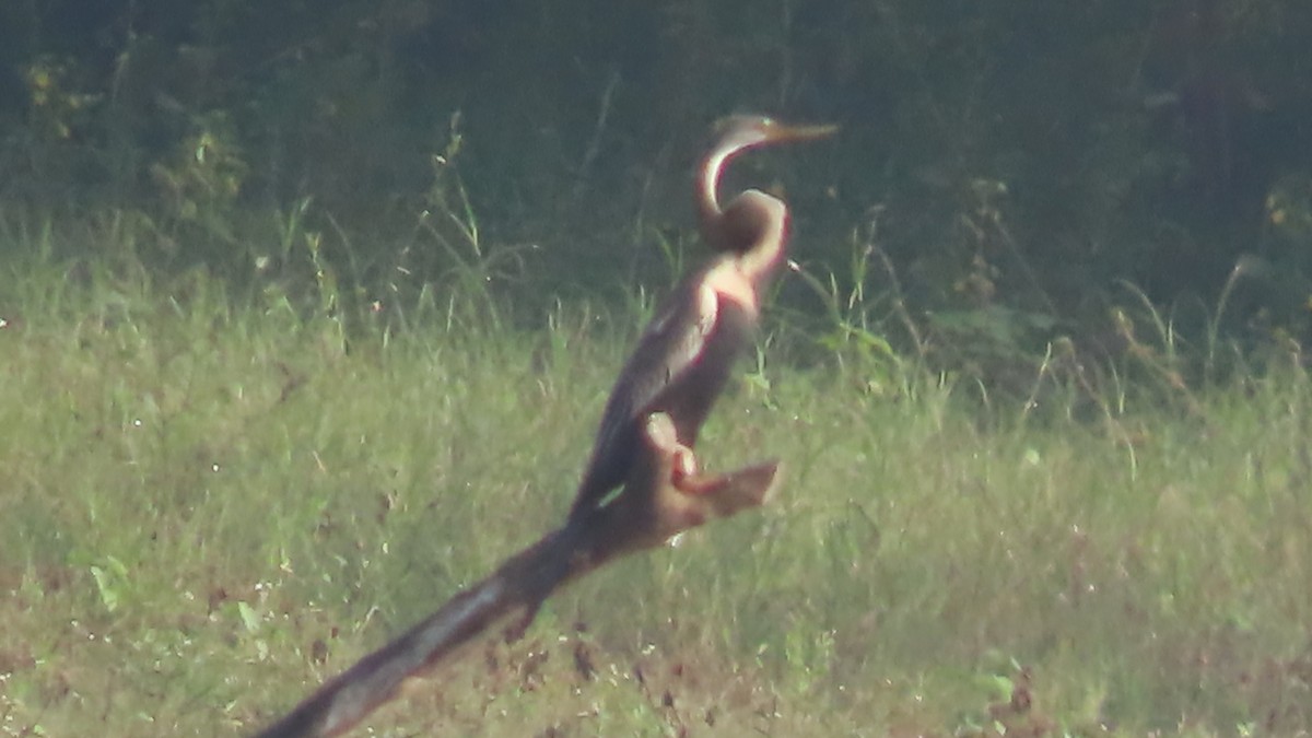 gråkronelerke - ML644656749