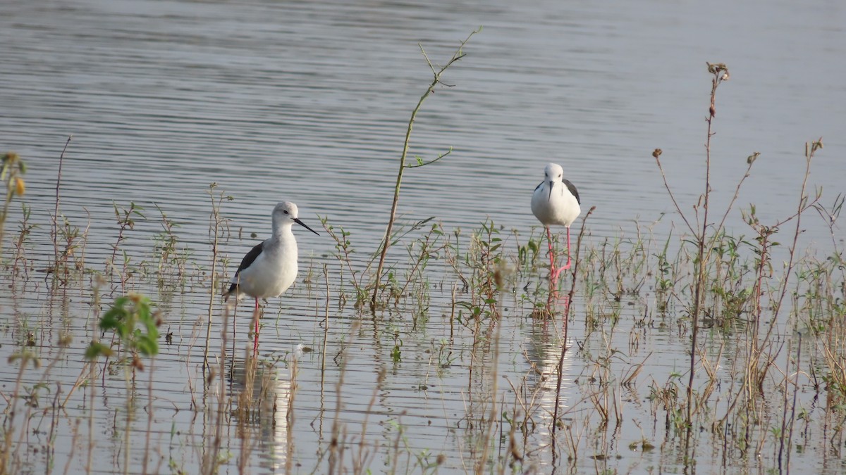 gråkronelerke - ML644656750