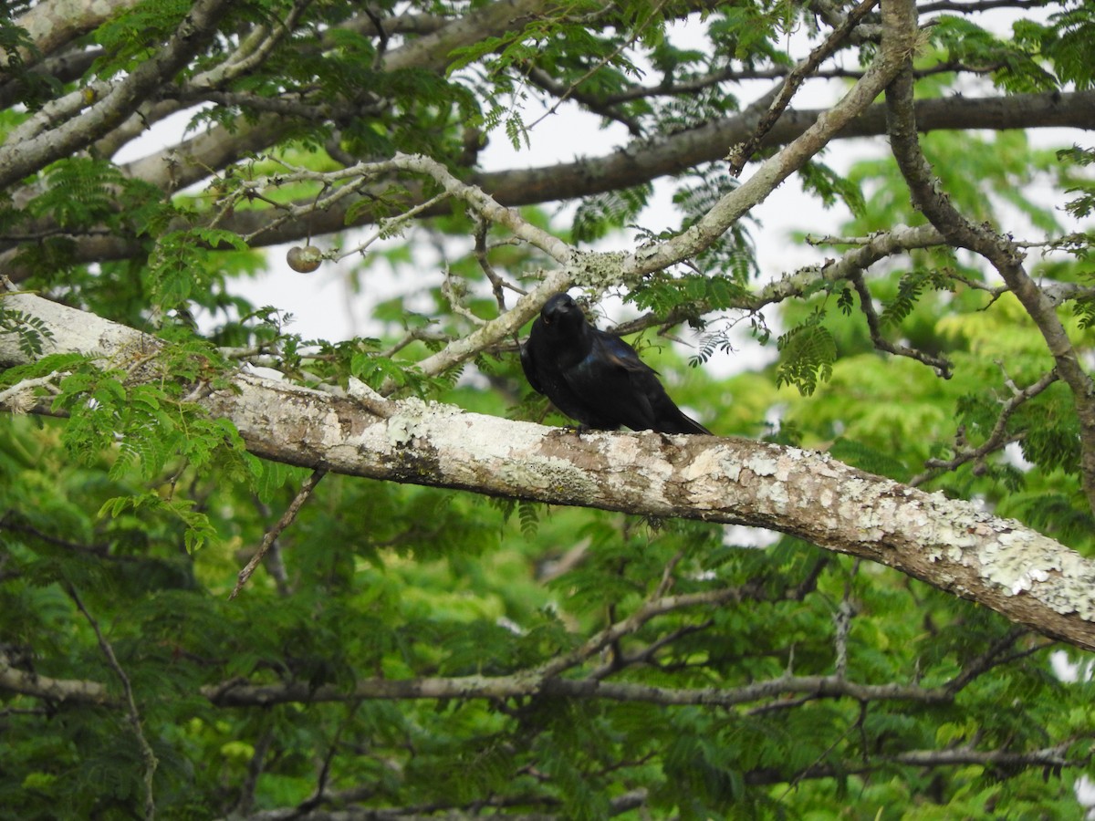 Black-bellied Starling - ML644656760