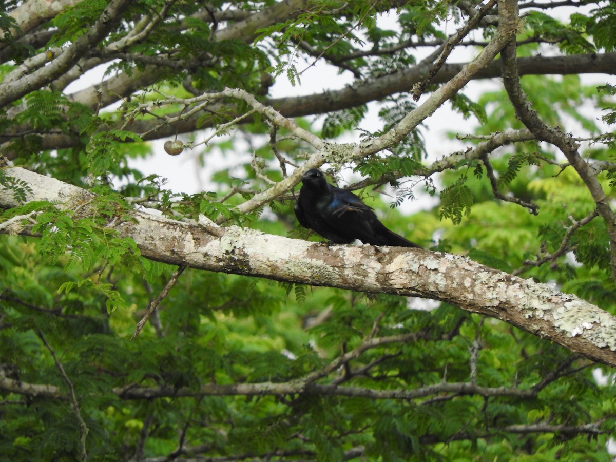 Black-bellied Starling - ML644656761