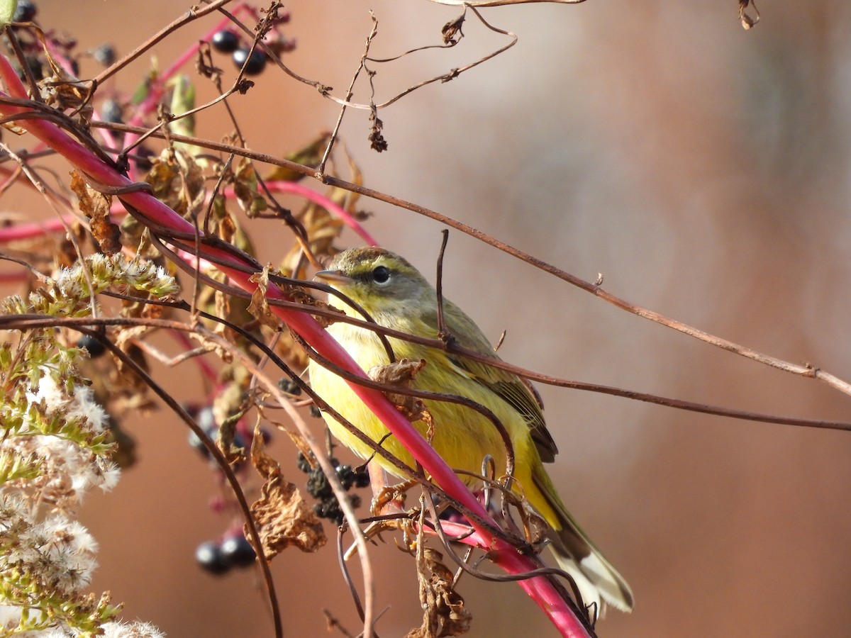 lesňáček bažinný - ML644656763