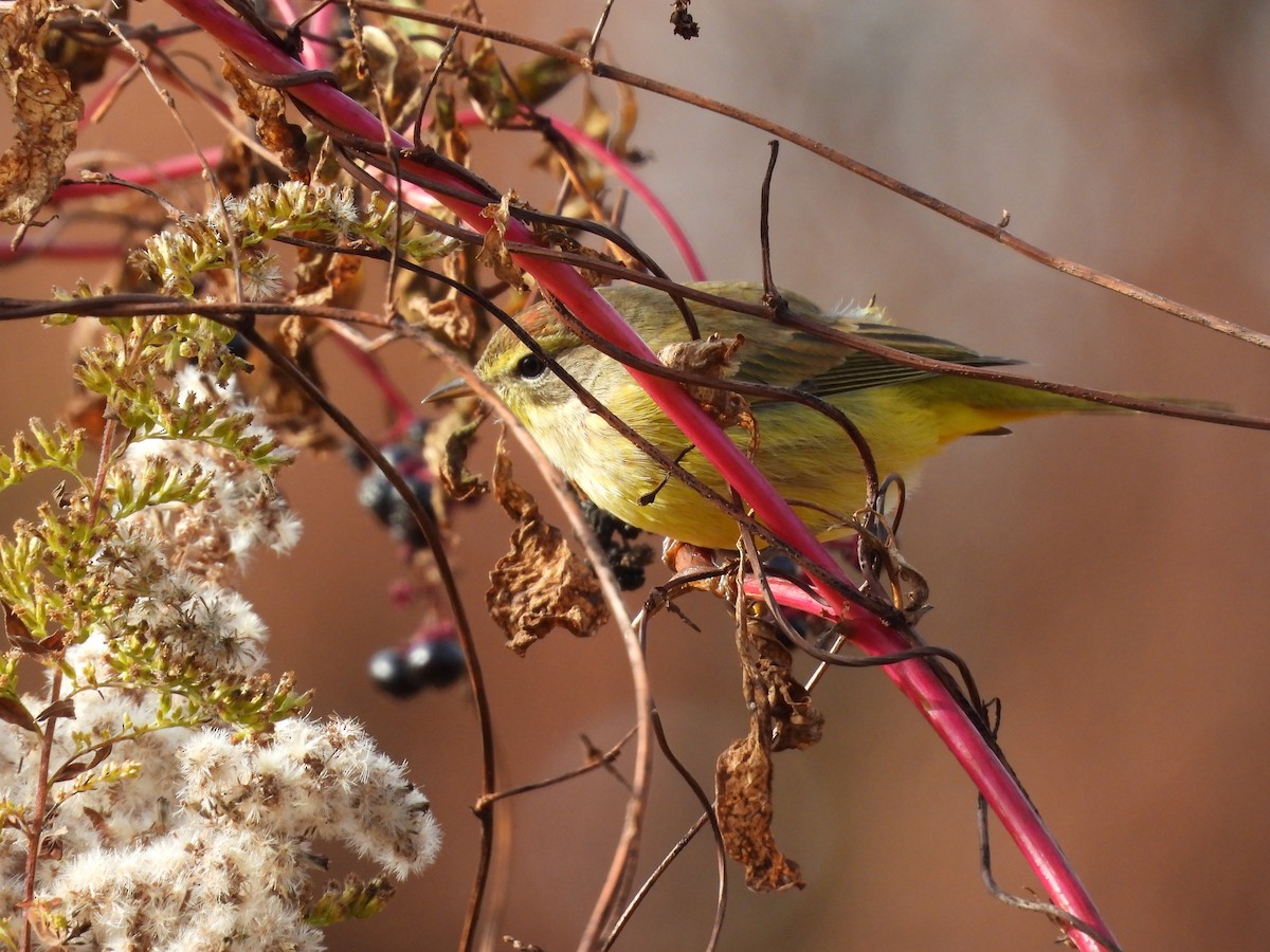 lesňáček bažinný - ML644656764