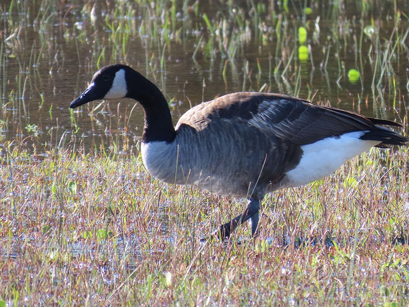 Kanadagans - ML644656765