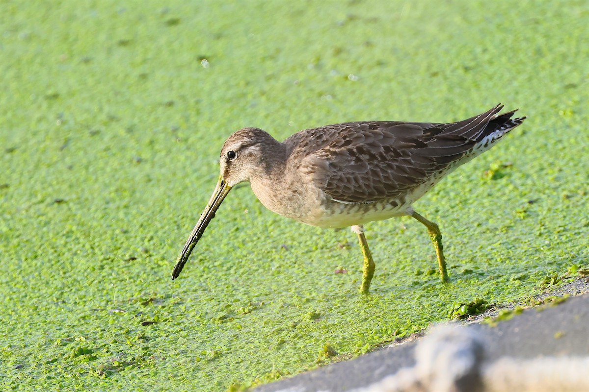 Long-billed Dowitcher - ML644656766