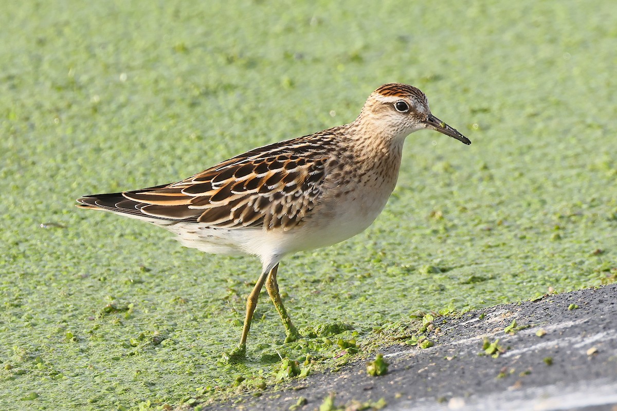 Sharp-tailed Sandpiper - ML644656768