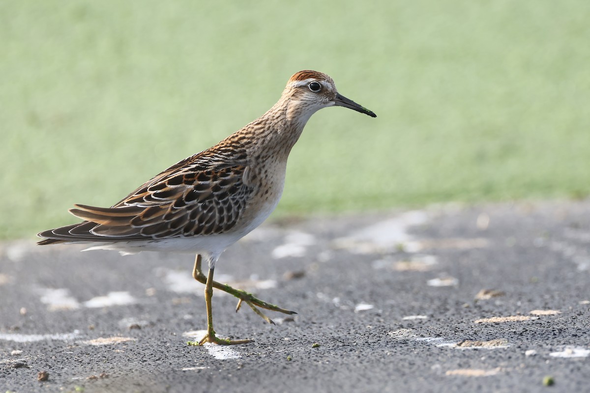 Sharp-tailed Sandpiper - ML644656770