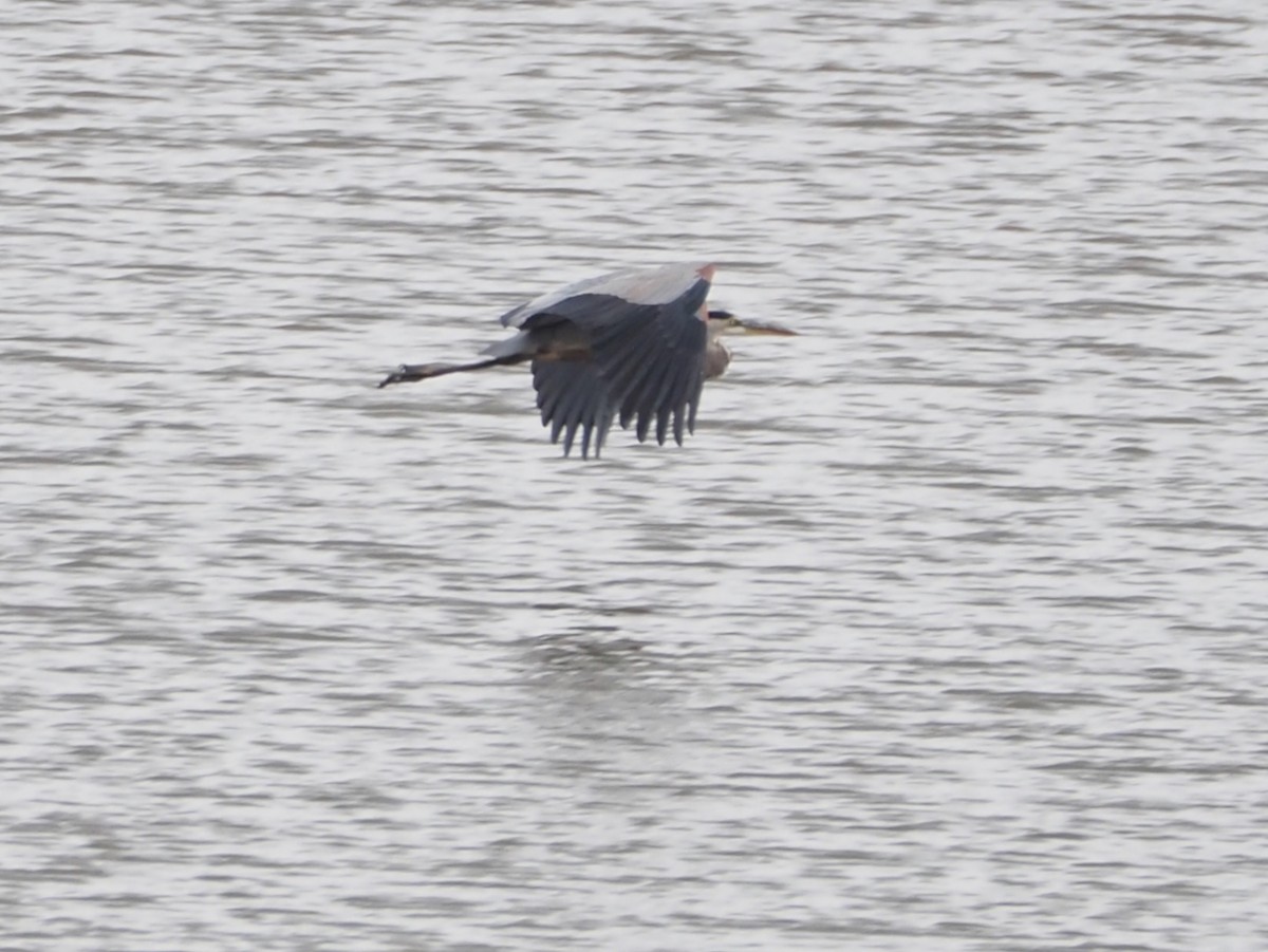 Great Blue Heron - ML644656771