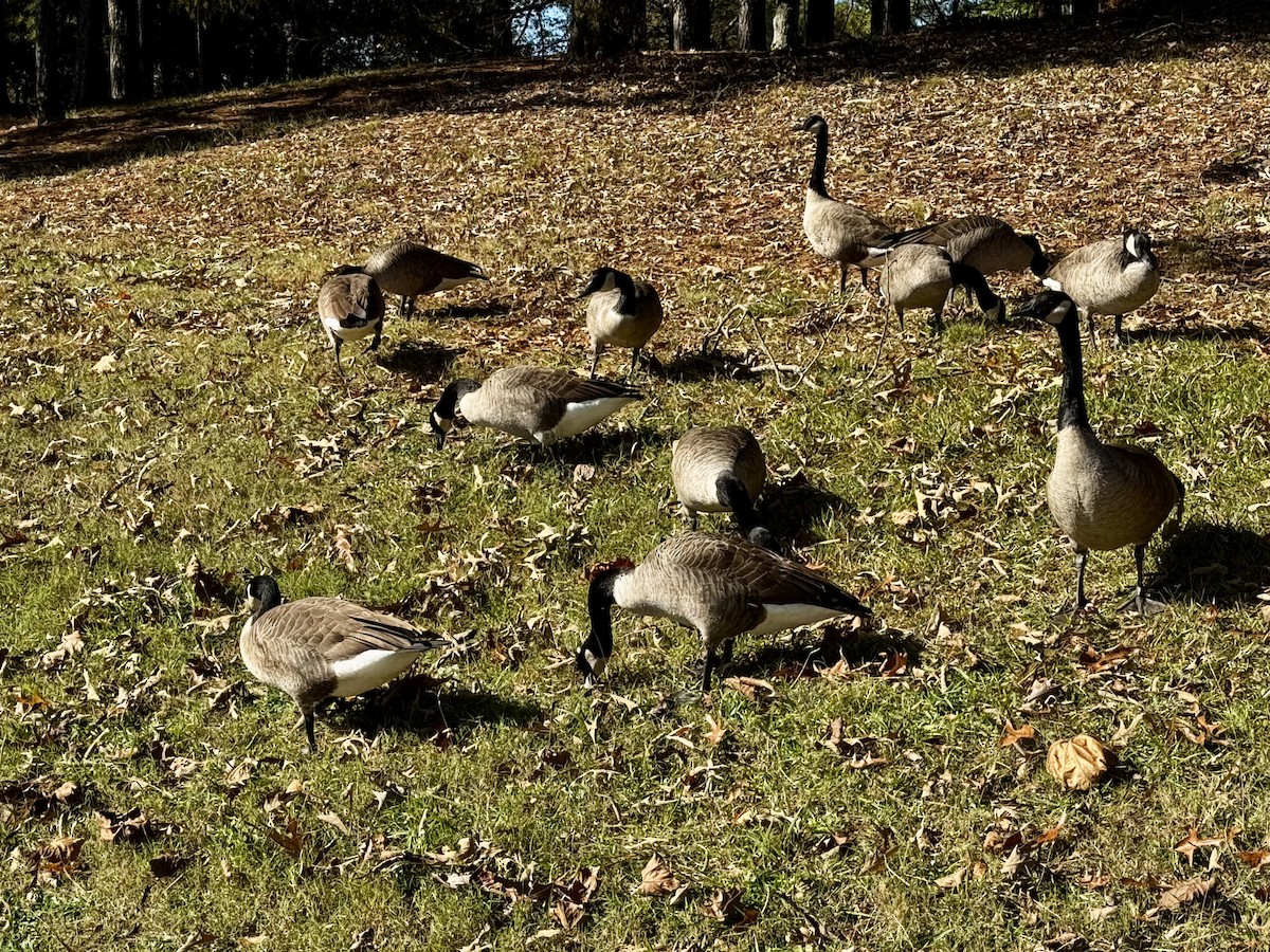 Kanadagans - ML644656773