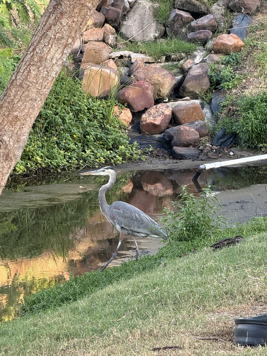 Great Blue Heron - ML644656777