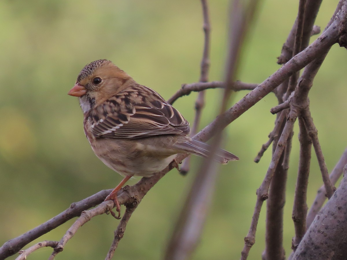 Harris's Sparrow - ML644656785