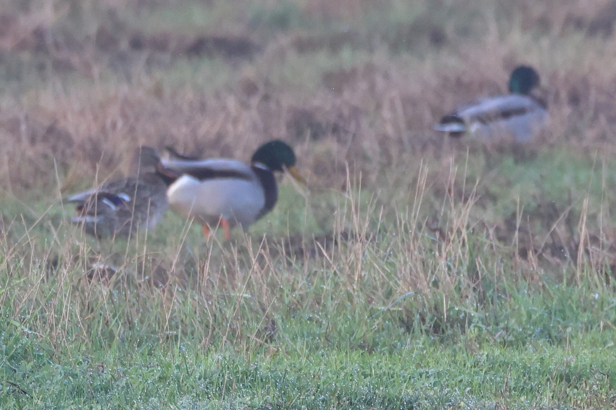 Зэрлэг нугас - ML644656787