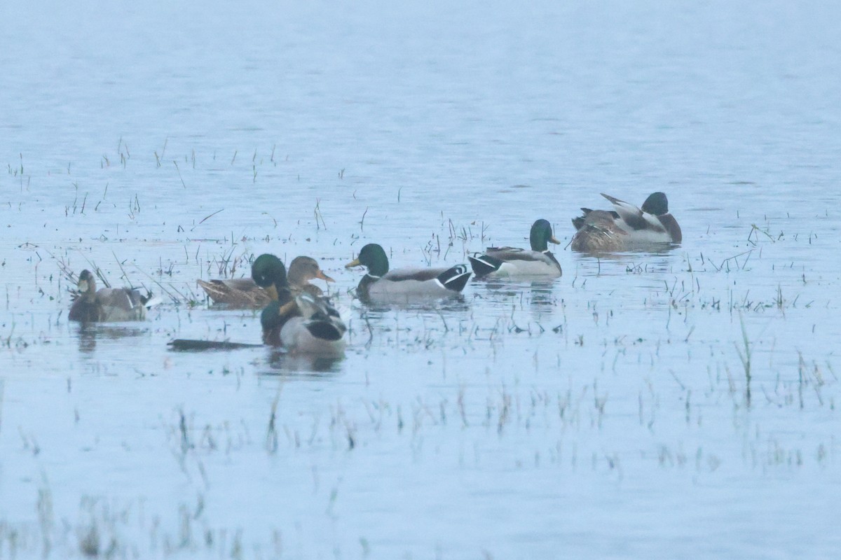 Зэрлэг нугас - ML644656788