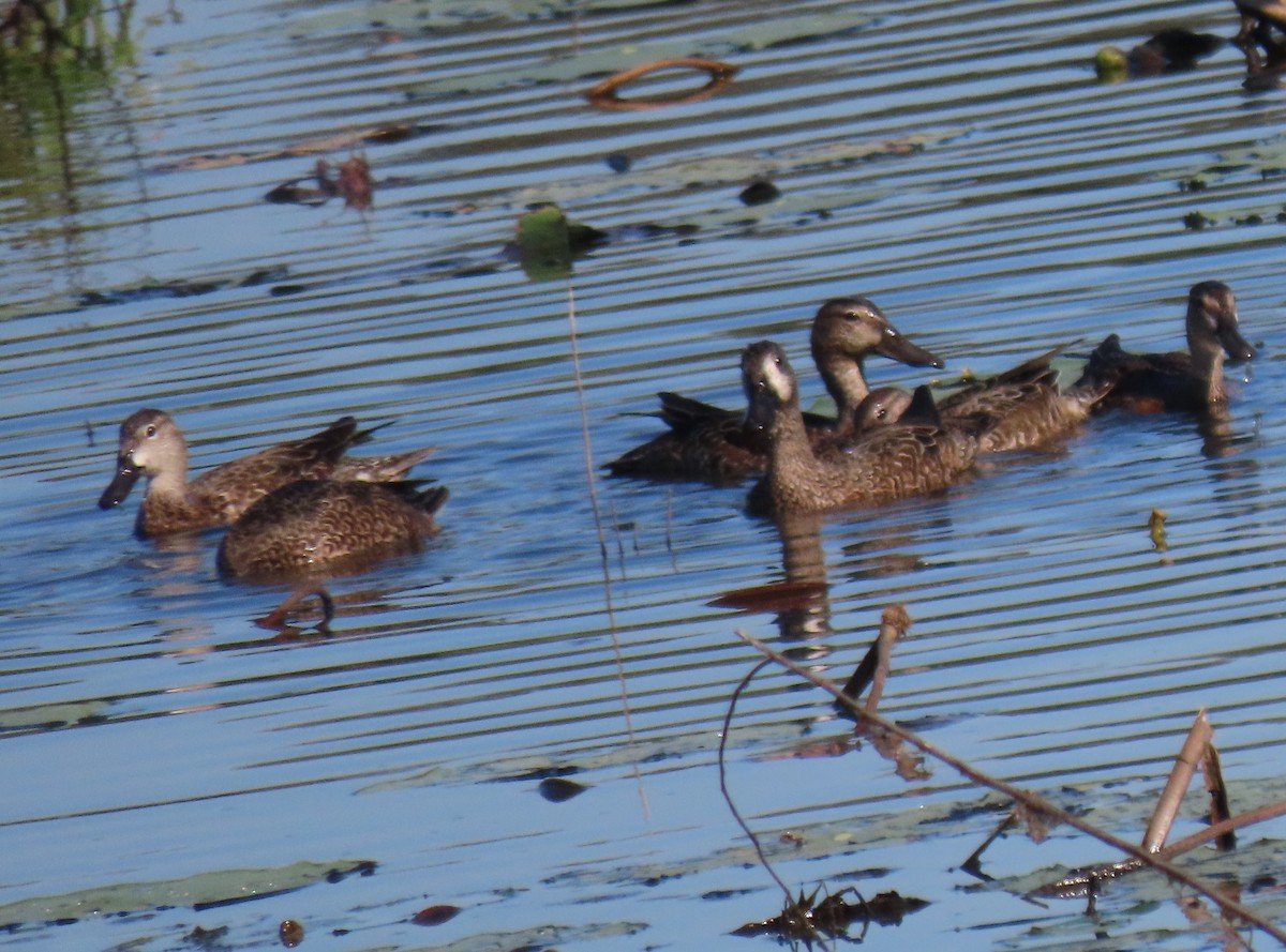 Blue-winged Teal - ML644656801