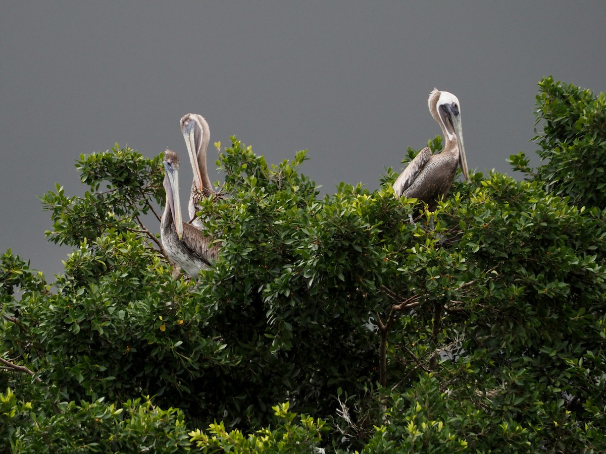 Kahverengi Pelikan - ML644656811