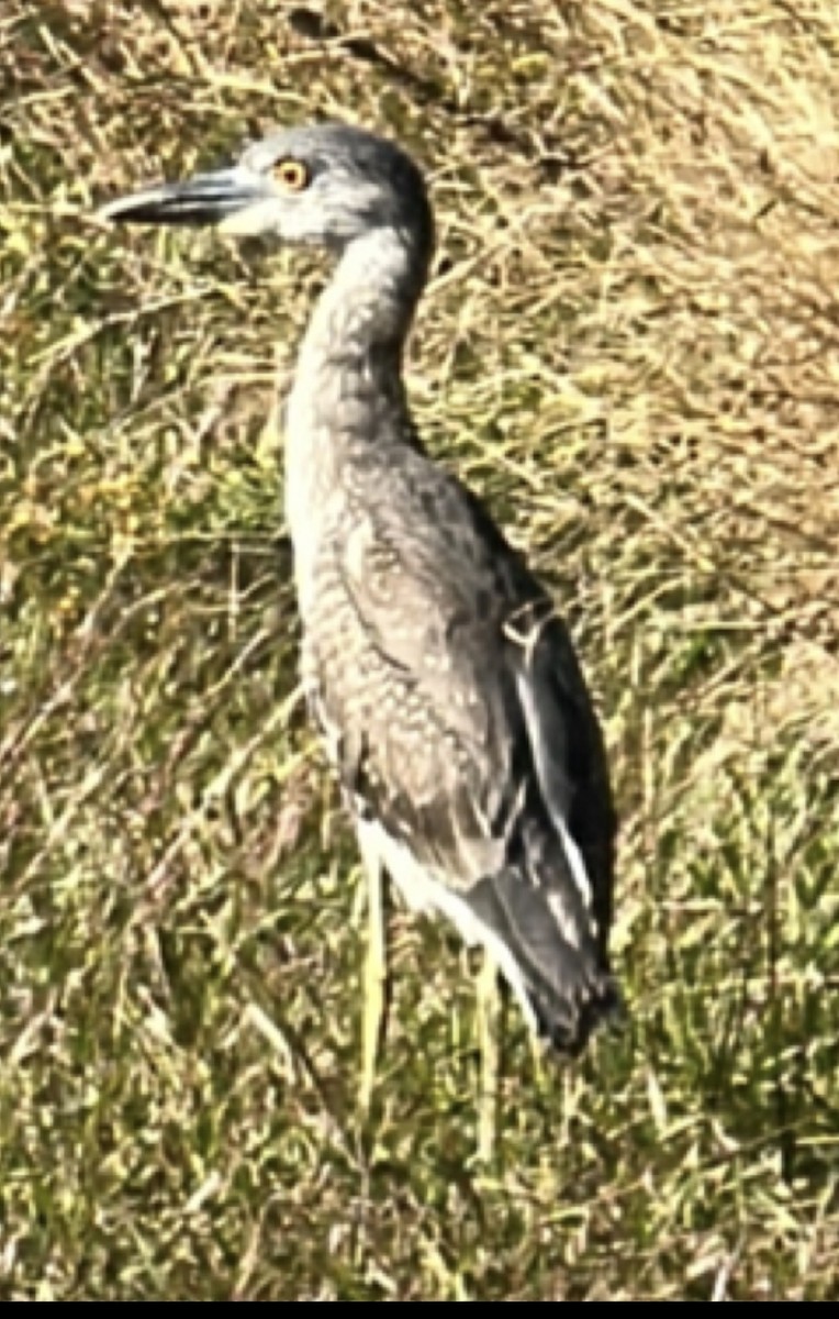 אנפת לילה צהובת-כיפה - ML644656814