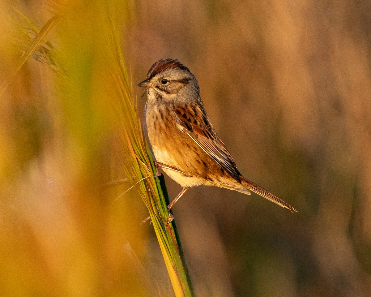 Bataklık Serçesi - ML644656820