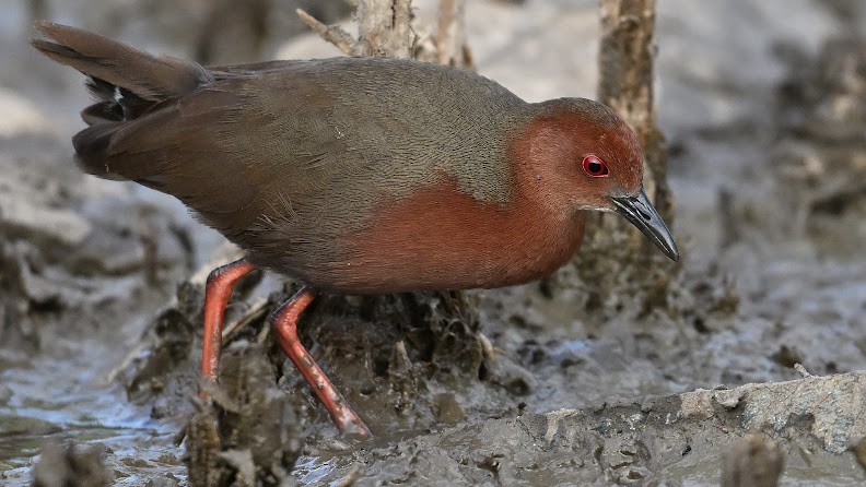 Kızıl Göğüslü Yelve - ML644656821