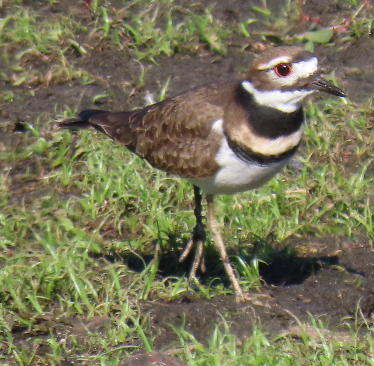 Çayır Cılıbıtı - ML644656823