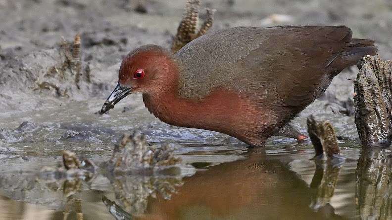 Kızıl Göğüslü Yelve - ML644656824