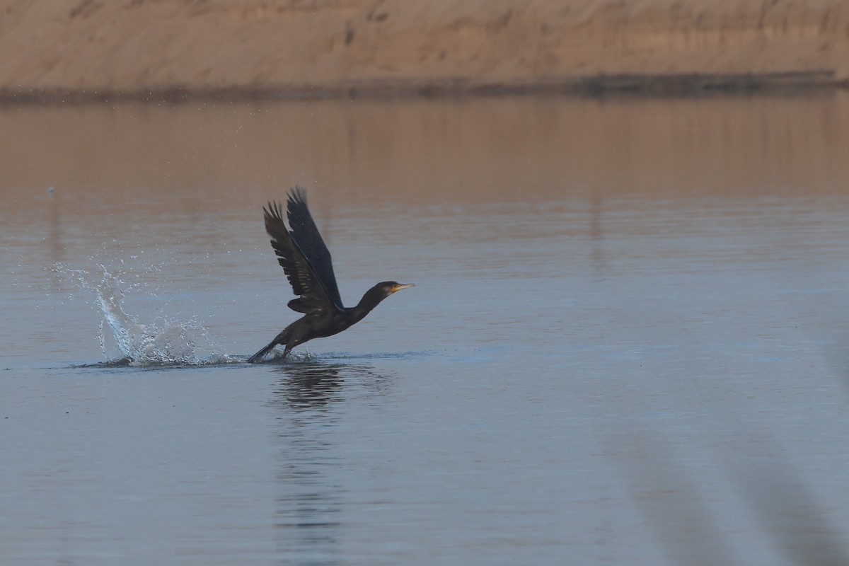 Karabatak - ML644656825