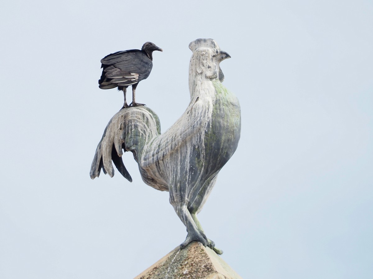 Karga Akbabası - ML644656826