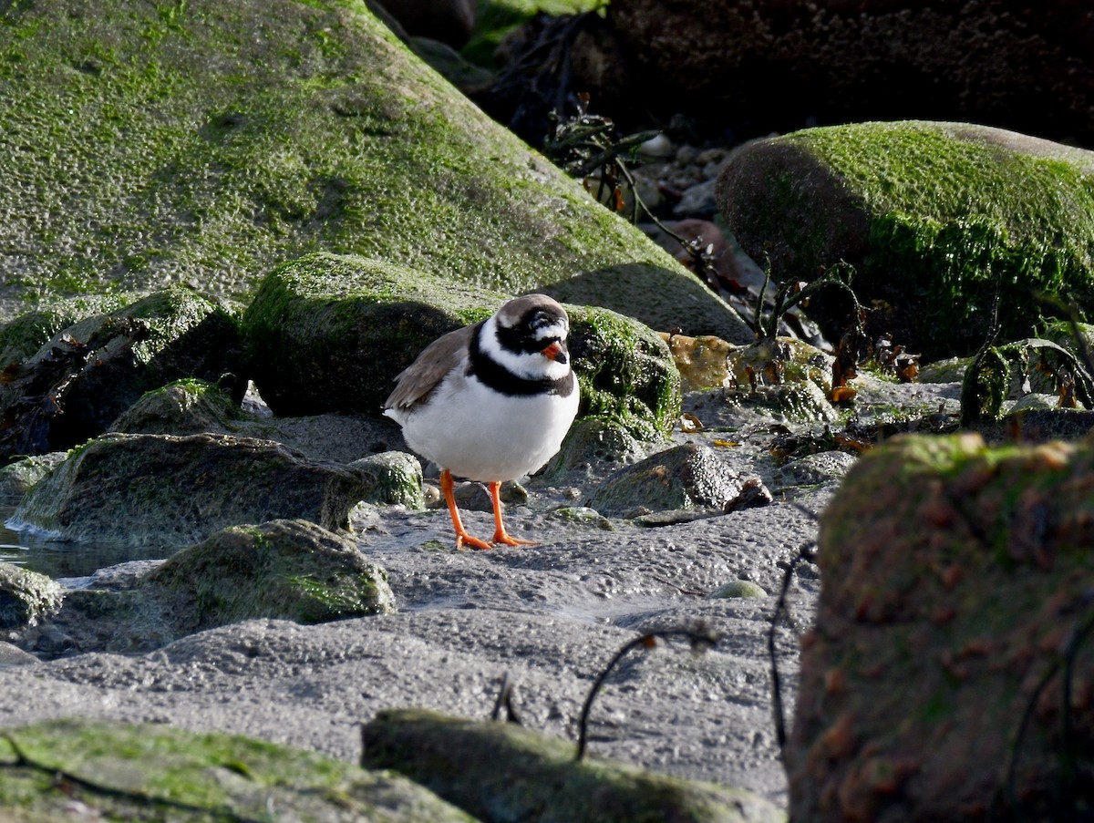 Halkalı Cılıbıt - ML644656829