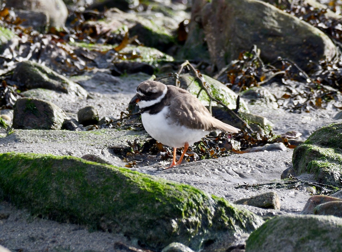 Halkalı Cılıbıt - ML644656830