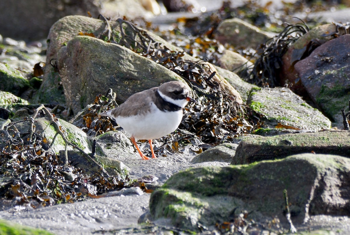 Halkalı Cılıbıt - ML644656831