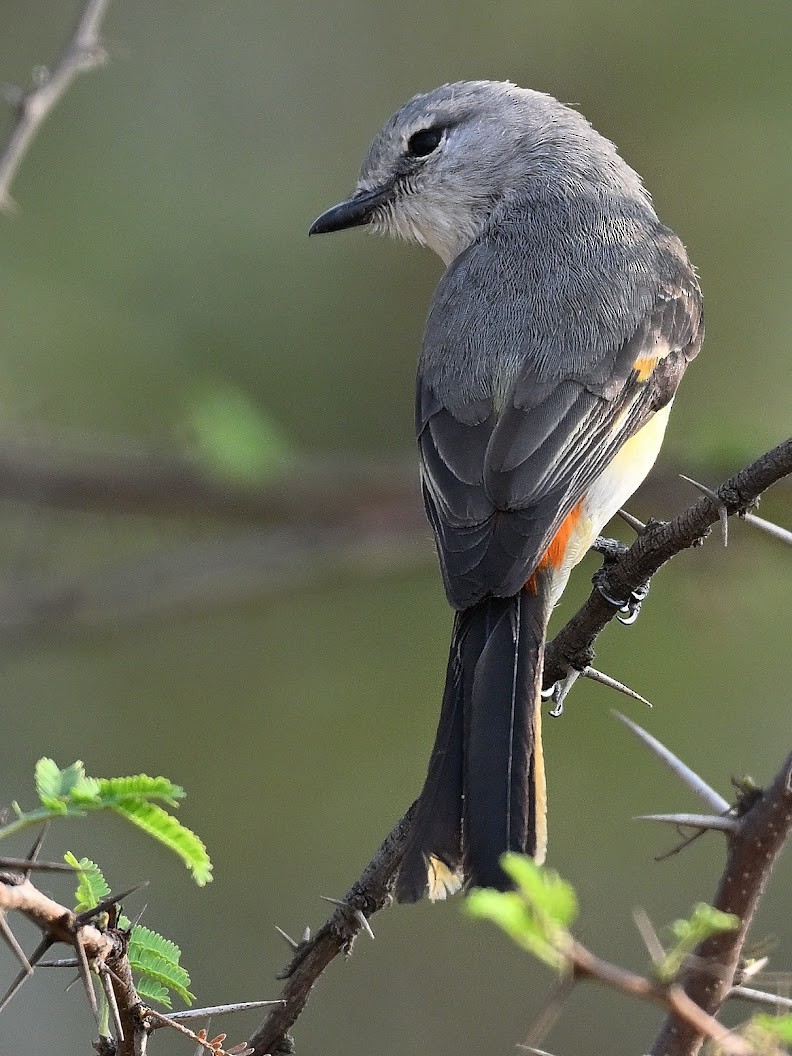Küçük Minivet - ML644656832