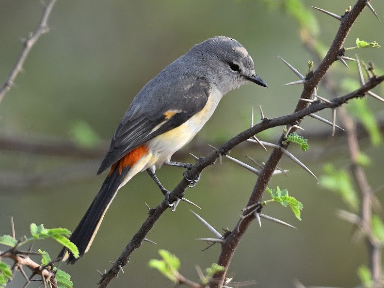 Küçük Minivet - ML644656833