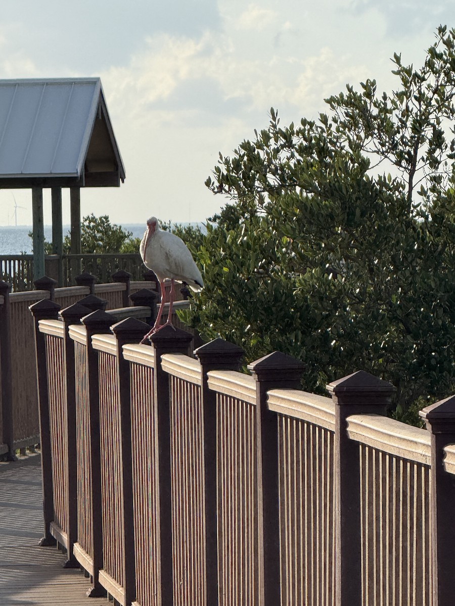 Ak Aynak - ML644656834