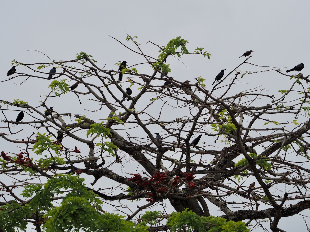 Büyük Kuyruklu Kiskal - ML644656835