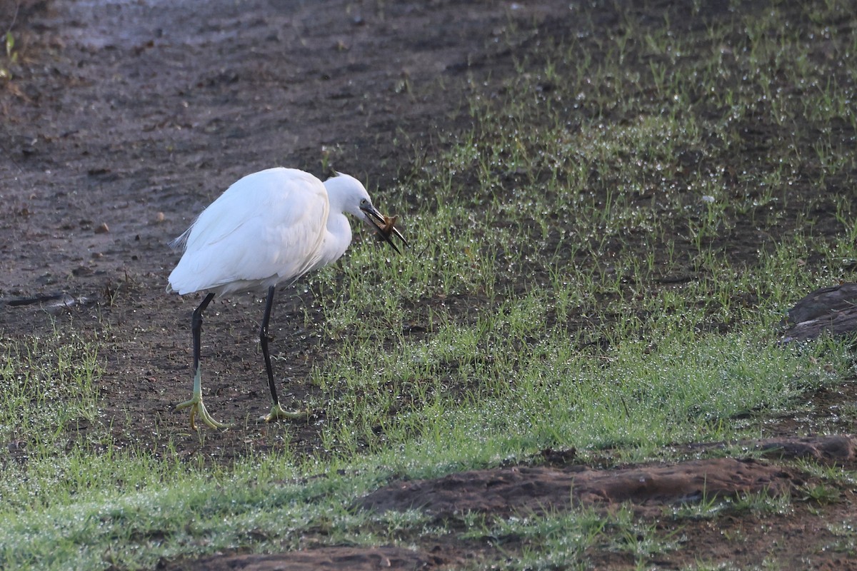 Küçük Ak Balıkçıl - ML644656837