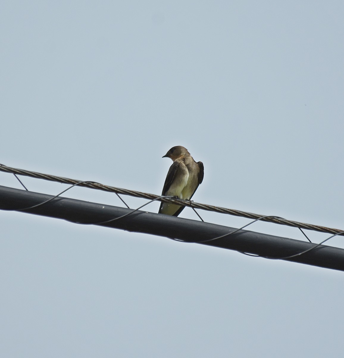 Güneyli Sert Kanatlı Kırlangıç - ML644656838