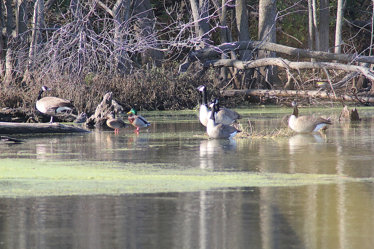 Kanada Kazı - ML644656839