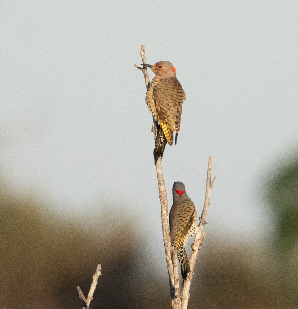 Altın Ağaçkakan - ML644656842