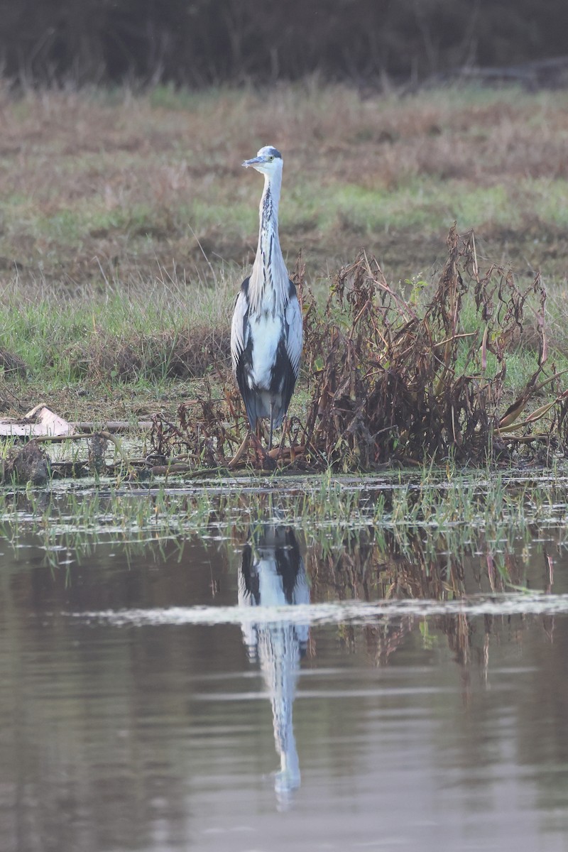 Gri Balıkçıl - ML644656843