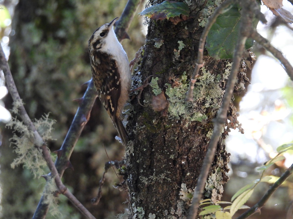 Nepal Tırmaşıkkuşu - ML644656844