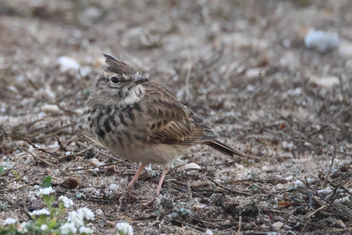 Tepeli Toygar - ML644656845