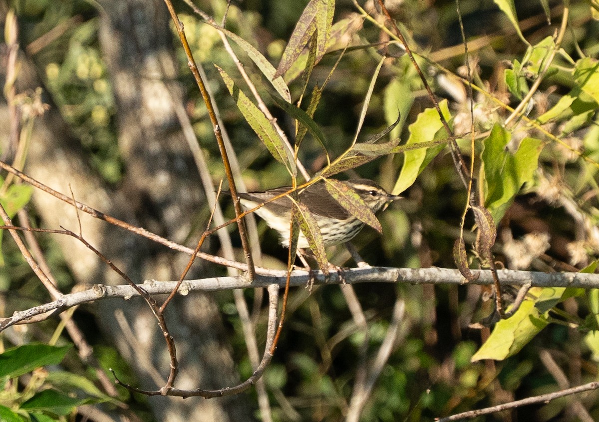 Kuzeyli Su Ötleğeni - ML644656846